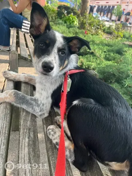 Lost dog, U.S. 64, 1248, Plymouth - blue heeler mix - photo