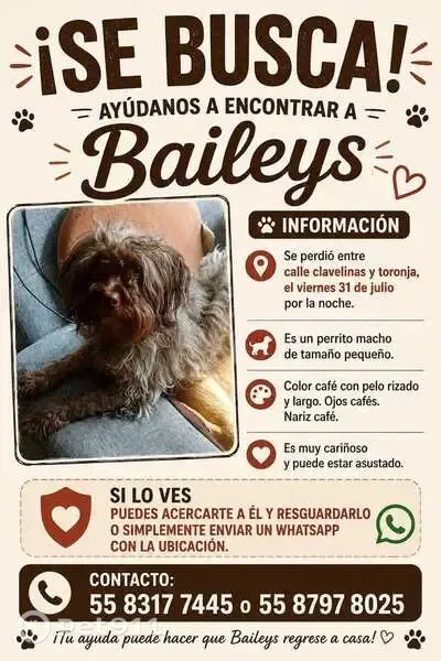 Perdido perro masculino, Cerrada del Águila, Ciudad de México, Azcapotzalco — ojos cafés - photo