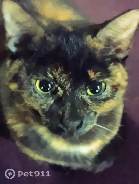 Lost cat, South Almer Street, 754, Caro - tortie with a blue harness - photo