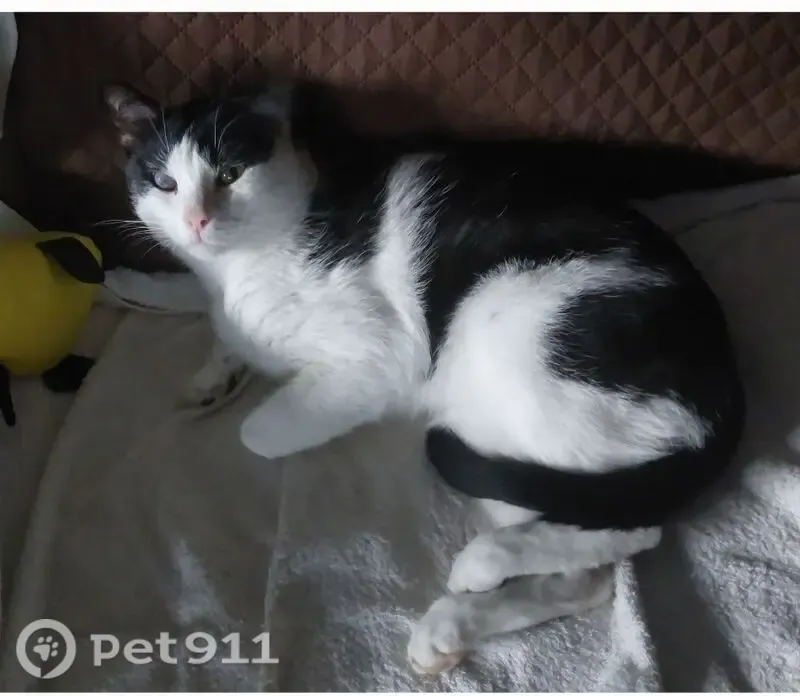 Perdido gato macho, Avinguda d'Àfrica, 54, Terrassa - un ojo mal y poca visión - photo