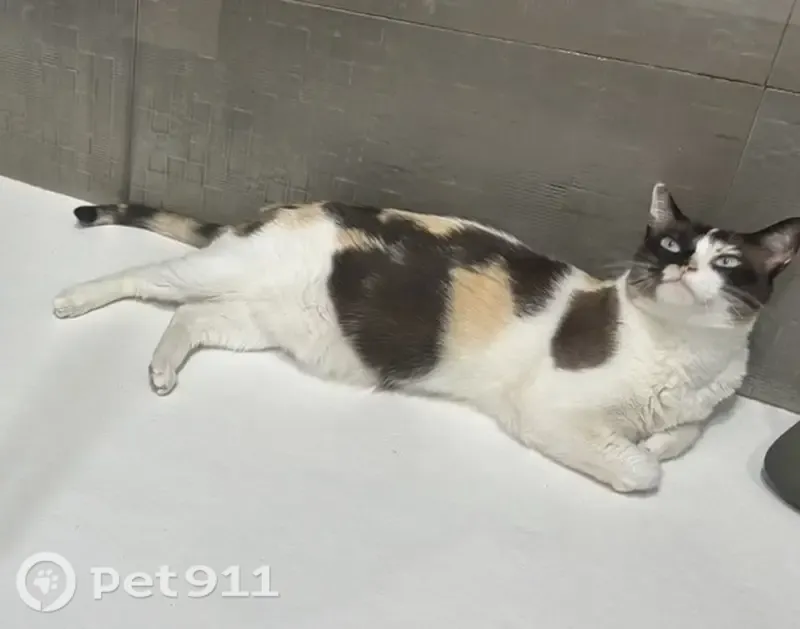 Perdido gato hembra, Calle Onix, Benalmádena, Sevilla - tricolor y asustadiza - photo