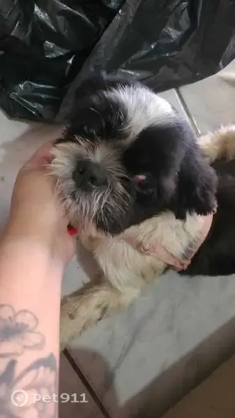 Perdido cachorro fêmea, Rua Caapi, 403 - photo
