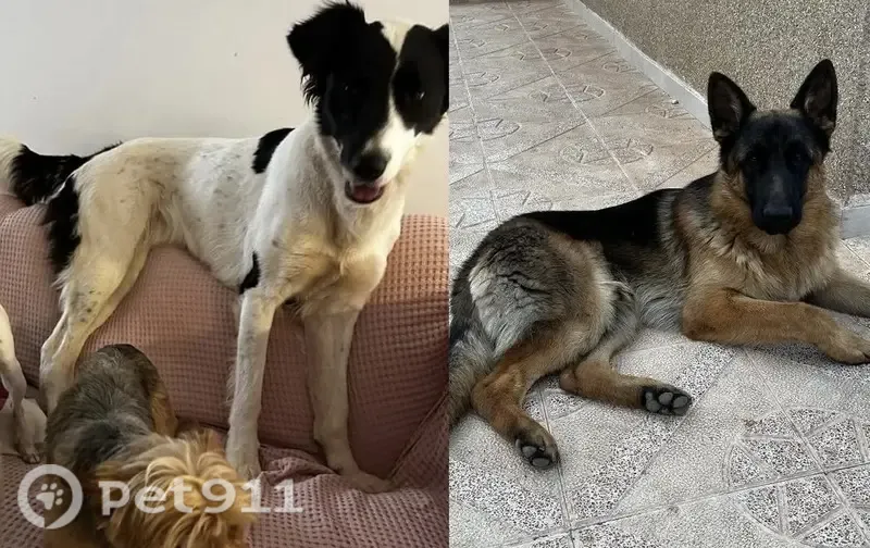 Perro perdido, Camí Vell de Bétera, Moncada, Burjassot - hembra mestiza blanca y negra - photo