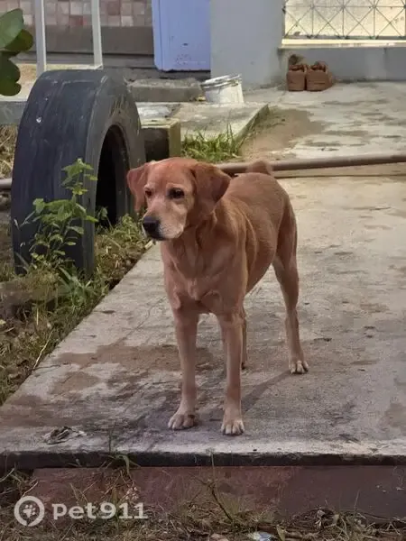 Perdido cachorro macho, Rua dos Aguanos, 10 - com coleira preta e corrente - photo