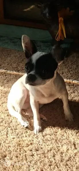 Lost dog, Buggy Hub Trail, 7612, Athens — female Chihuahua mix, scared of strangers - photo