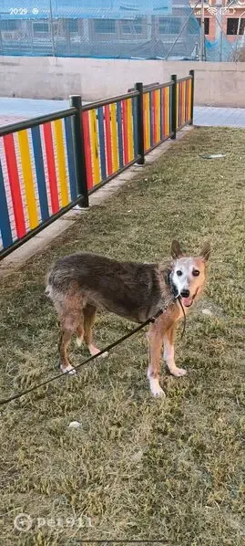 Perdido perro hembra, Carrer d'Esteve Edo Escultor, 6, València, Valencia - con collar y correa - photo
