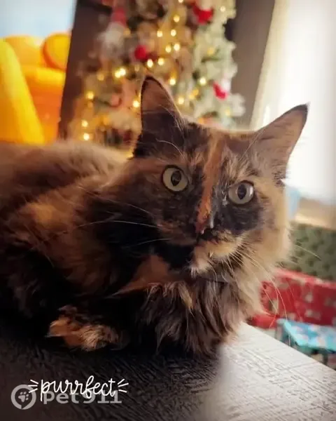 Lost cat, Mildred Road, Machesney Park, Chicago - female, orange and black, long-haired - photo