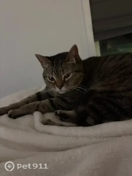 Lost cat, Hidden Branch Drive North, 4118, Jacksonville — sweet but skittish - photo