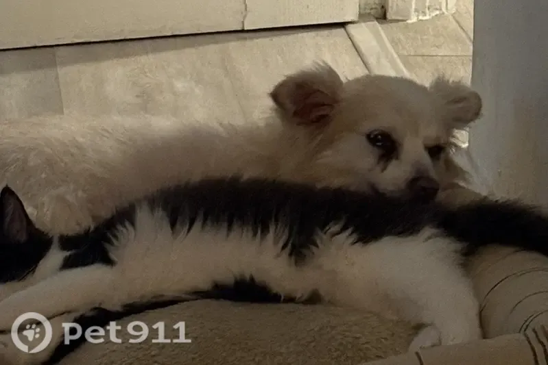 Lost dog, Mesa, Arizona, Phoenix - senior, partially deaf - photo