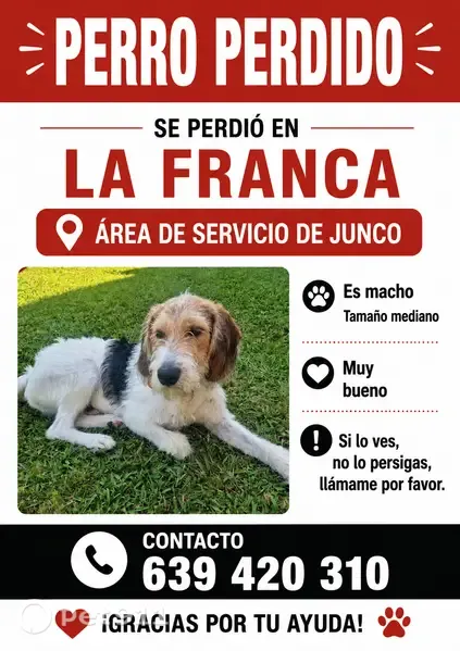 Perdido perro macho, La Franca, 33590 Ribadedeva, Asturias, España, Madrid - photo