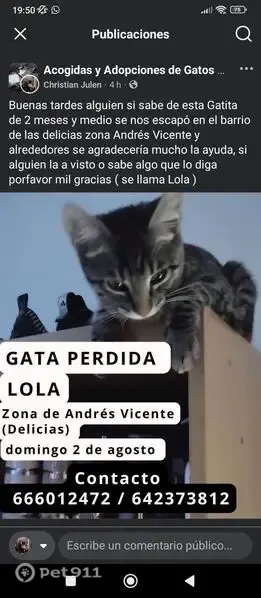 Perdido gato hembra, Calle de Andrés Vicente, Zaragoza - atigrada y muy delgadita - photo