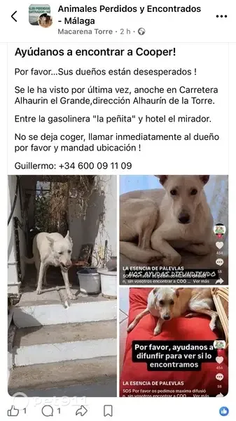 Perdido perro macho, Calle Gerald Brenan, 20, Alhaurín el Grande - blanco y grande - photo