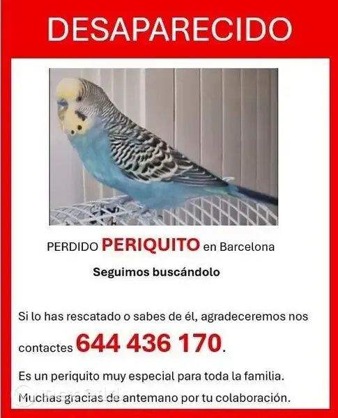 Perdida ave macho, Carrer Numància, 117, Barcelona, Pozuelo de Alarcon - periquito azul con cabeza amarilla - photo
