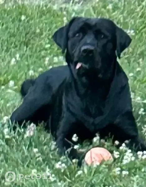 Lost dog, Sheppard Town Road, 1768, Crozier, Richmond — black lab, no collar - photo