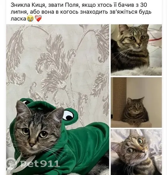 Зникла кішка, Харківська вулиця, Петропавлівська Борщагівка — кішка Поля - photo