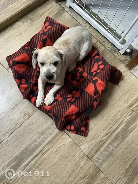 Encontrado cachorro macho, Rua Marcelino Nogueira Júnior, 117 - em frente à praça do colégio Maria Luiza - photo