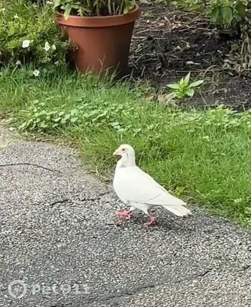 Found bird, Smith Avenue, 635, Lake Bluff - white dove - photo