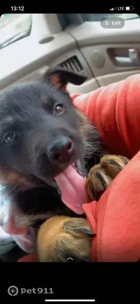 Lost dog, Madison Street, 200, Jefferson City - black with little brown - photo