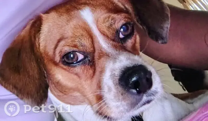 Lost dog, West Le Moyne Street, 5448, Chicago — male, wearing a camo collar - photo