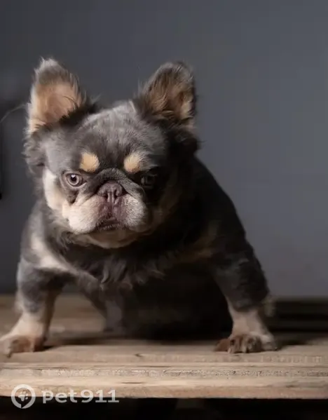 Lost dog, Tracy Avenue, 1017, Duncanville - blue and tan Frenchie - photo