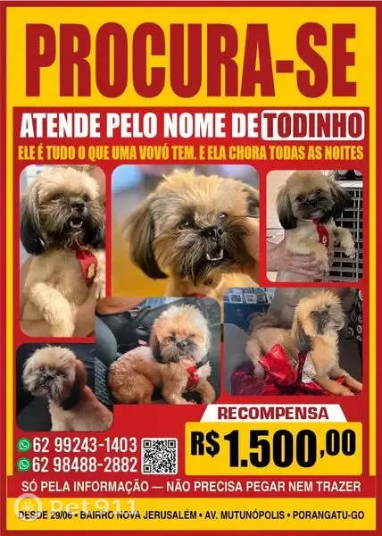 Perdido cachorro macho, Avenida Mutunópolis, 1157 — coleira vermelha e prognatismo - photo