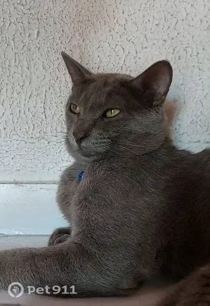 Perdido gato macho, Rua Waldir Lopes, 25 — cicatriz na barriga - photo