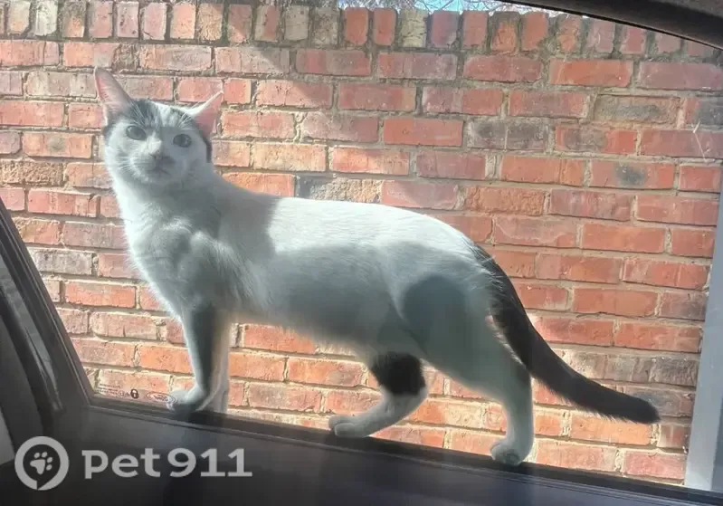 Lost cat, Languedoc Street, 16, Bloemfontein — vocal, active female kitten - photo