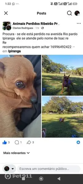Perdido cachorro macho, Ipiranga, Ribeirão Preto - SP, Brasil - rabinho curto - photo