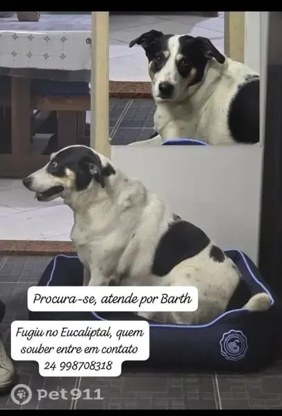 Perdido cachorro macho, Rua Baltazar de Souza, 583 - branco com manchas pretas nos olhos - photo