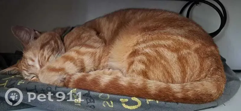Lost cat, Volschenk Street, Bellville, Kraaifontein - vivid-orange ginger, skittish - photo