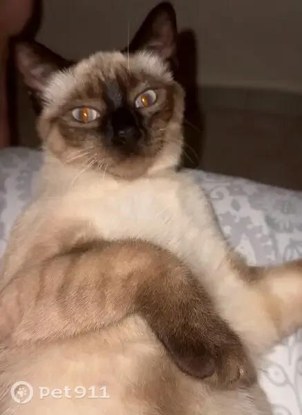 Perdido gato hembra, Pasaje Alonso de Palos, Huelva - photo