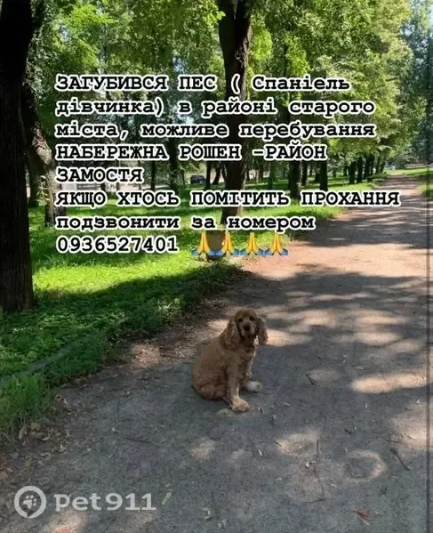 Зникла собака, вулиця Дмитра Марковича, 79, Вінниця — звати Ельза, є ділянка без шерсті на лівій нозі - photo
