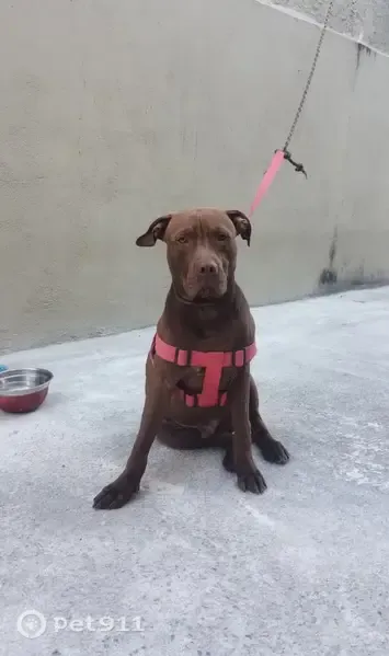 Encontrado cachorro macho marrom e brincalhão, Brt Transcarioca - Tanque - Tanque, Rio de Janeiro - RJ, 22733-003, Brasil - photo
