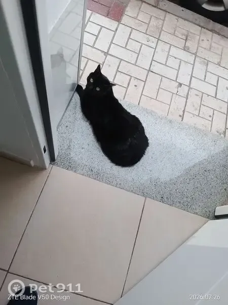 Perdido gato hembra, Plaza Conde de Ferrería, Málaga - negro con rayas blancas - photo