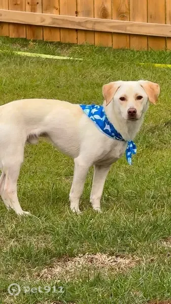 Lost dog, Steelwood Street, Arlington — white coat, brown eyes - photo