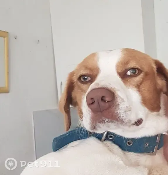 Perro perdido, Camí del Rajadell, Nules, Burriana - macho, mediano - photo
