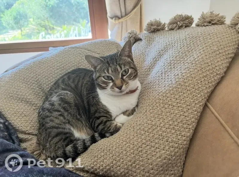 Perdido gato hembra, Mijas, Andalucía, Malaga - ojos claros y pecho blanco - photo