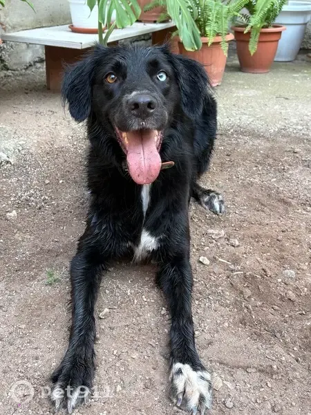 Perdida perra hembra, Carrer de Sant Joan, 11, Meliana, Burjassot - ojos con heterocromía - photo