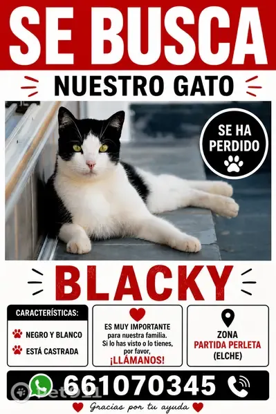 Perdido gato macho, Partida Perleta, 1243A, Elche - blanco y negro - photo