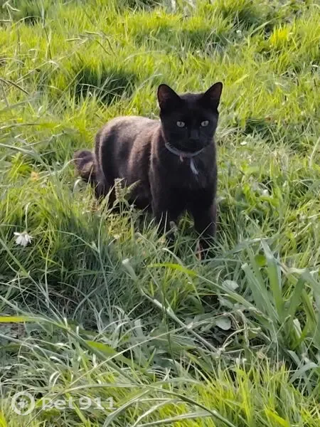 Encontrado gato en Calle José María Martínez Cachero, Oviedo - con collar antipulgas y tela rosa - photo