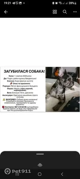 Зникла собака, Павлівська вулиця, 17, Київ — мерле, плямиста - photo
