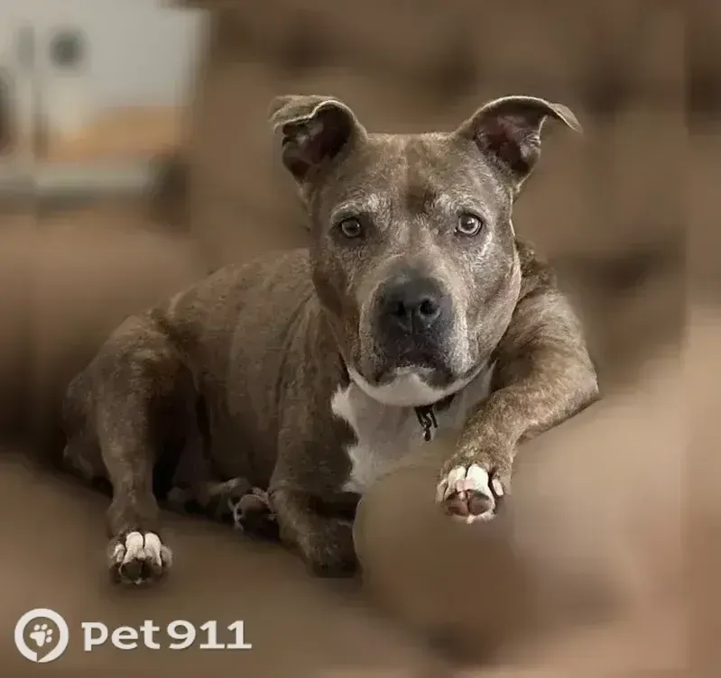 Lost dog, Palmer Ranch, Brandon — female pit mix, brown brindle - photo