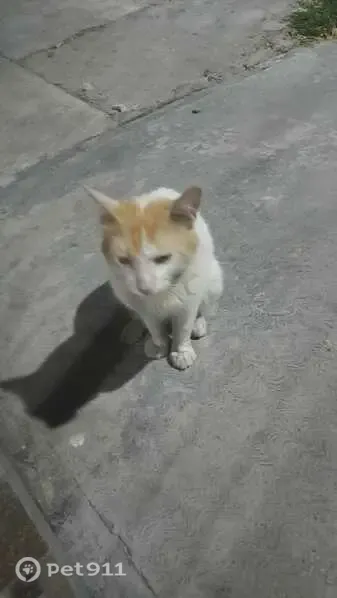 Encontrado gato macho, Calle Pacto Trigarante, 277, Ciudad Apodaca, Ciudad General Escobedo, muy amigable y cariñoso - photo
