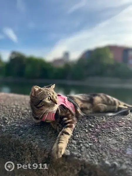 Perdido gato hembra, Cristina-Enea Parkea, 5, Donostia / San Sebastián — esterilizada y con chip - photo