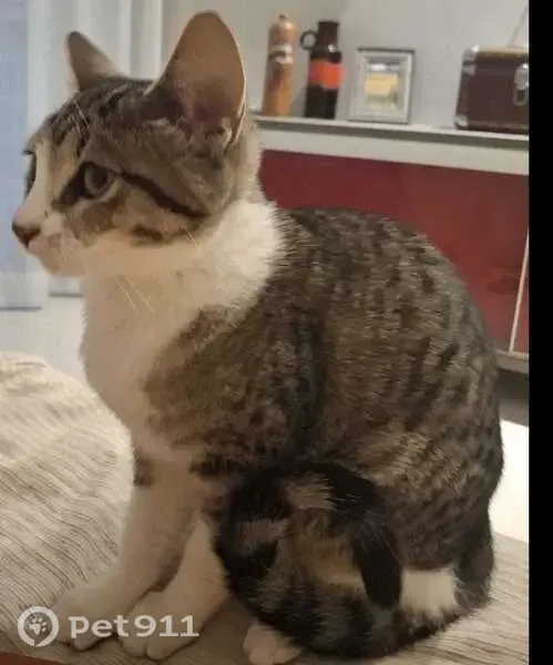Encontrado gato fêmea, Avenida Nelson Cardoso, Rio de Janeiro — muito carinhosa e meiga - photo