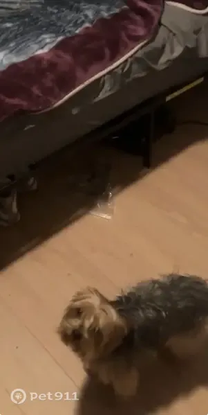 Lost dog, Wilmar Road West, 5917, Jacksonville - friendly Yorkie - photo