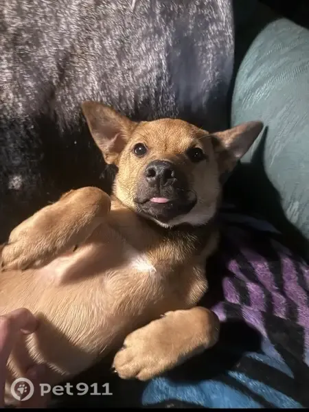 Lost dog, Southwest Meadow Well Avenue, 6206, Bentonville - Shiba Inu mix, male - photo