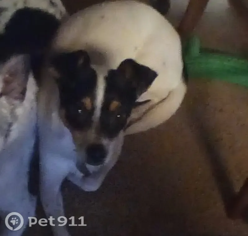 Lost dog, South 11th Street, 1701, Leavenworth — male, white body with light brown and dark brown face - photo