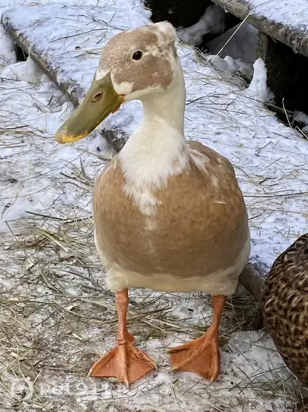 Lost bird, Sweet Hollow Road, 2267, Sheldon — female, rouen and runner mix - photo