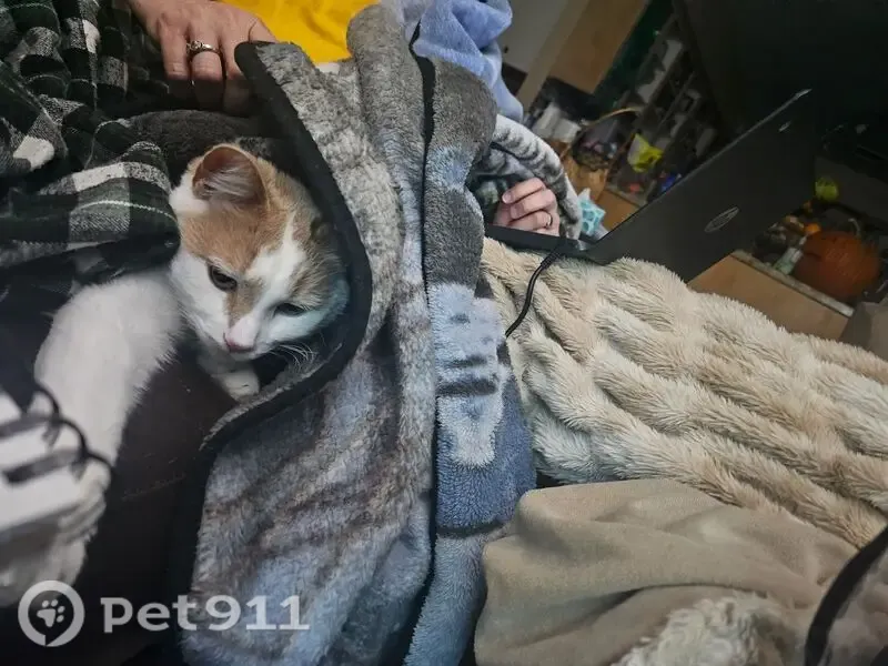 Lost cat, North Greg Drive, 3800, Arlington - male, orange and white fur - photo